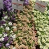 Alyssum ampelous: raste iz sjemena